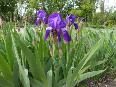 Tips And Information About Iris Gardening Know How