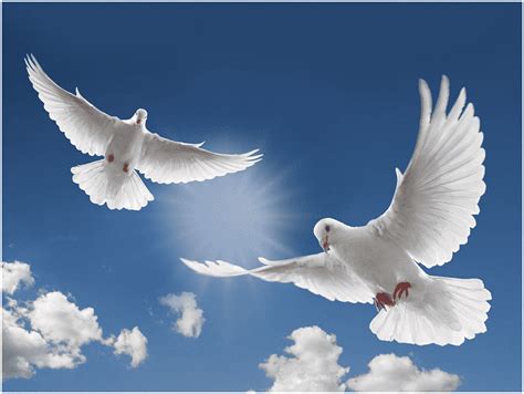 Two White Doves Flying With Cloudy Sky Columbidae Funeral Home