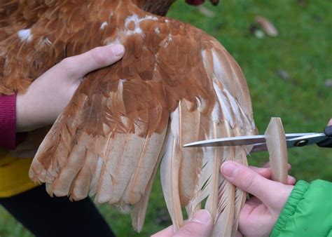 Clipping Chickens Wings And Other Things To Consider