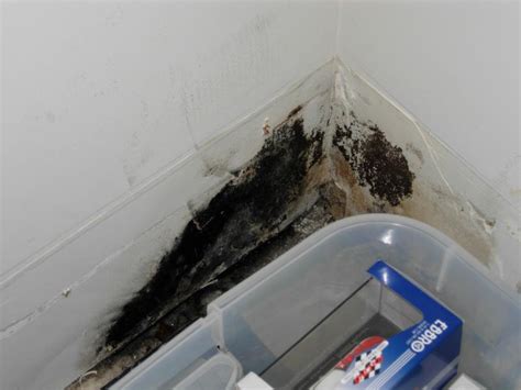 With the lowest prices online, cheap shipping if you're still in two minds about mold detectors and are thinking about choosing a similar product, aliexpress is a great place to compare prices and sellers. Black Toxic Mold Picture of the Week, Stachybotrys, South ...