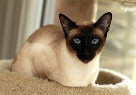 The breed originated in thailand (formerly known as siam), where they in the 20th century the siamese cat became one of the most popular breeds in europe and north america. Seal Point Siamese - Just How Many Different Siamese Point ...
