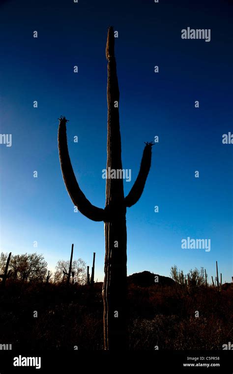 Backlit Giant Saguaro Cactuscarnegiea Gigantea With Blue Sky Saguaro