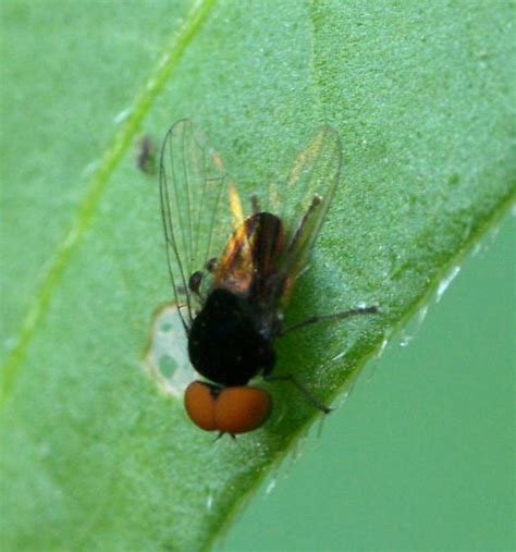 A Small Black Fly With Big Red Eyes Bugguidenet