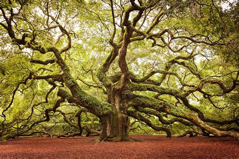 The 16 Most Beautiful Trees In The World