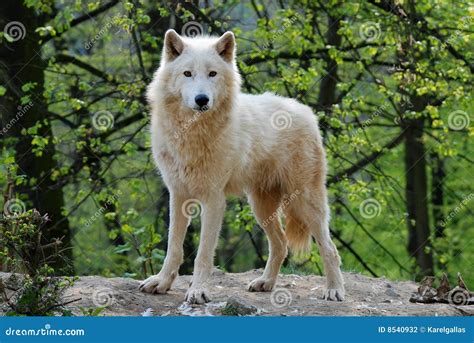 Arctic Wolf Stock Photo Image Of Mammal Canine Sight 8540932