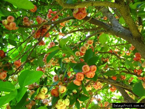 Buy Wax Jambu Pink Fruit Tree Syzygium Samarangense