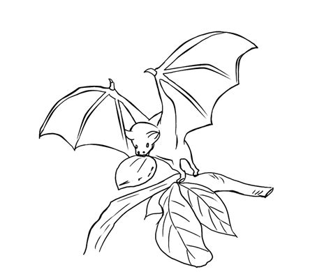 30 Free Bat Coloring Pages Printable