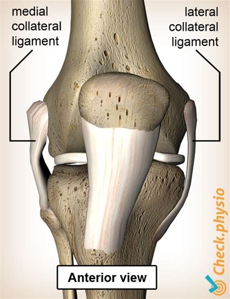Lateral Knee Ligament Injury Physio Check