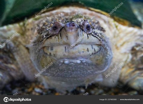 Alligator Snapping Turtle Macrochelys Temminckii Stock Photo By