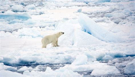 Polar Bear Greenland Stock Image Z9270266 Science Photo Library