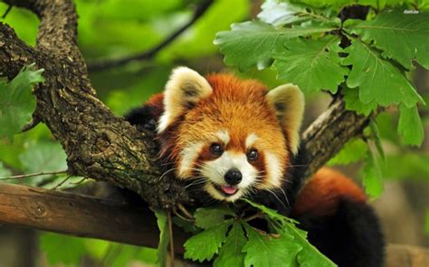 Red Pandas Facts A Furry Collection Of Facts Serious Facts