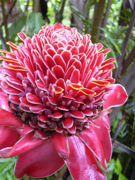 Kecombrang Alias Kincung Unusual Flowers Exotic Flowers Beautiful