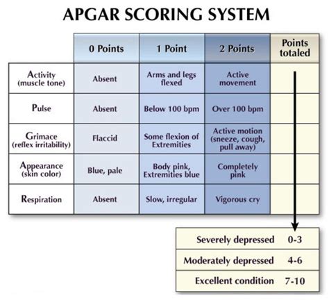 Apgar Score Nursing School Survival Nursing School Studying