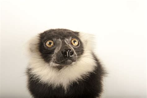 A Critically Endangered Black And White Ruffed Lemur Varecia Variegata
