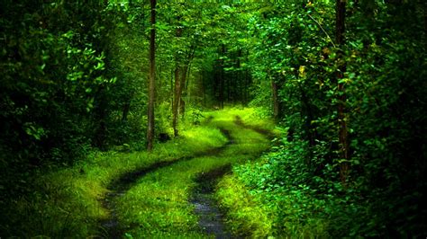 Green Forest Road Hd Wallpapers Wallpaper Cave