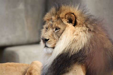 Filemale Lion 057 Wikimedia Commons
