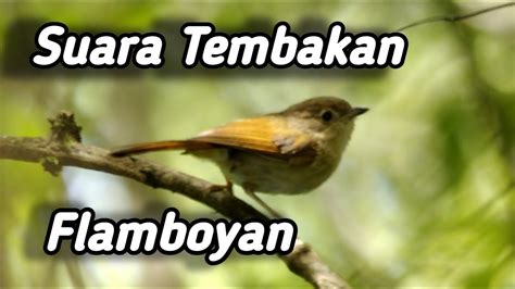 Check spelling or type a new query. Burung Flamboyan Jantan Dan Betina / Tepus Pipi Perak ...