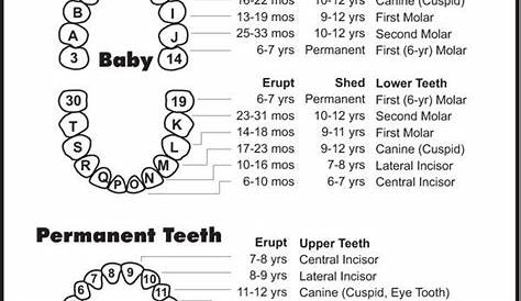 Eruption-sequence-diagramthumb | Dentistry, Pediatric dentistry, Dental