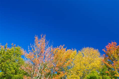 Autumn Trees And Blue Sky Free Stock Photo Public Domain Pictures