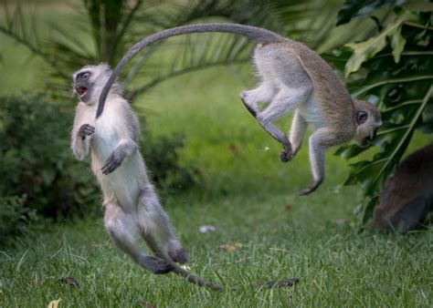 Psbattle These Vervet Monkeys Playing Rphotoshopbattles