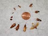Cockroach Larvae Identification Images