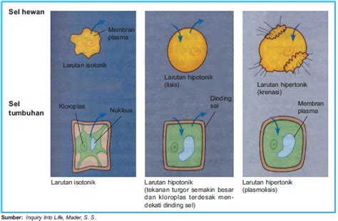 We did not find results for: Kompetensi 4 - Professor Biologooby - Biologi SMA