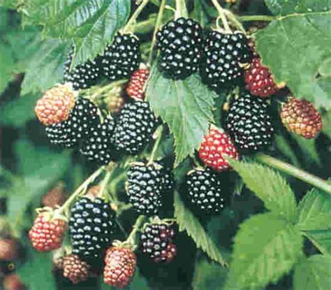 Vegetable, herb, flower, grain, cover crop, microgreens, sprouts, wheatgrass & more How to Grow and Care for Blackberries