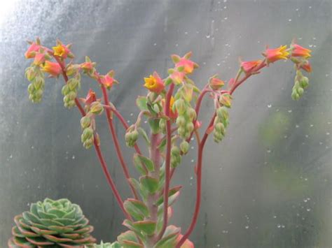 The flowers are typically purple or bright red in color. Echeveria flower - bell shaped | Echeveria, Succulents ...
