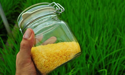 Philippines Approves Commercial Use Of Genetically Engineered Rice Free Malaysia Today Fmt