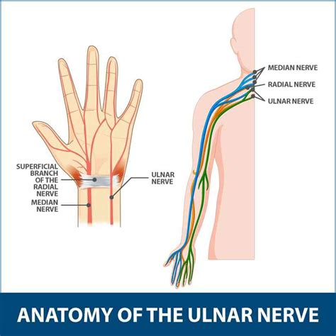 A Patients Guide To Cubital Tunnel Syndrome Hand And Upper Limb Clinic