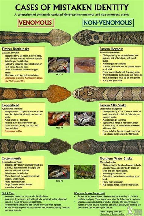 Know The Difference Between Snake Species That Are Venomous And Non