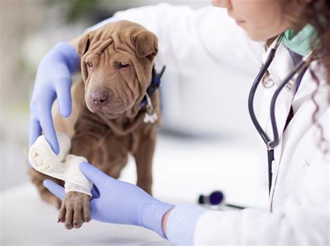This is yet another way to keep up to speed with many of our fear free offerings! Our Fear Free Practice: Working To Help Pets With A Fear ...