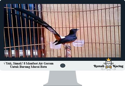 Shama unduh gratis logo burung bursa vektor gambar png from img1.pngdownload.id. Yuk, Simak! 8 Manfaat Air Garam Untuk Burung Murai Batu