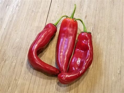 Hot Pepper Anaheim Seeds Certified Organic Garden Hoard