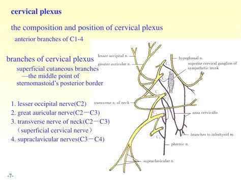 Ppt Spinal Nerve Overview Cervical Plexus Brachial Plexus Anterior