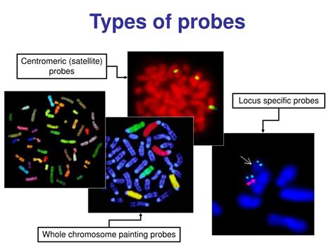 Ppt Applications Of Molecular Cytogenetics Powerpoint Presentation