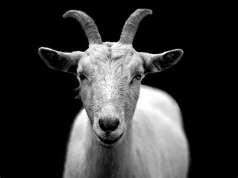 Goat Download Hd Wallpapers And Free Images