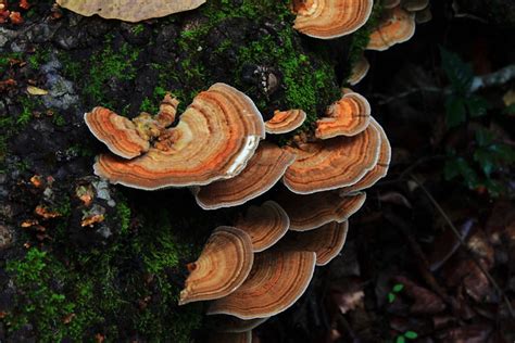 Lost Valley Mushrooms Northwest Arkansas Explore