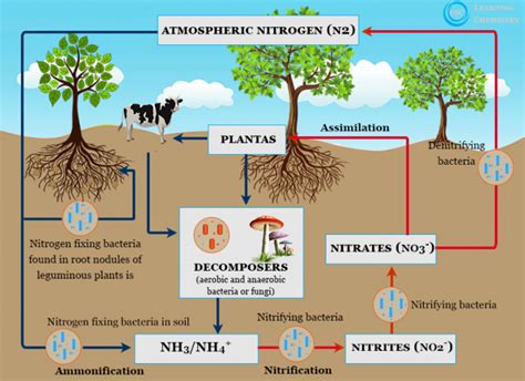 Nitrogen Fixation Definition Process Examples