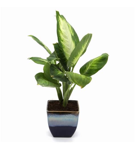 Choose a plant for your home: Buy Exotic Green Dieffenbachia Small Indoor Plant in Ocean ...
