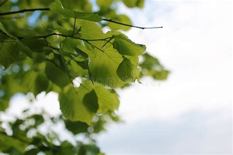Green Fresh Leaves Of Trees On Clear Blue Sky Stock Photo Image Of
