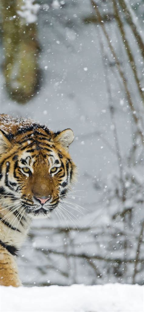 Siberian Tiger Wallpaper 4k Amur Tiger Snow Fall Winter Cold Big