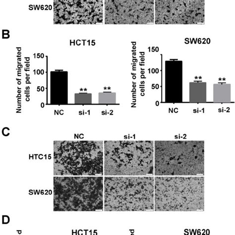 downregulation of ssrp1 inhibits migration and invasion of colorectal download scientific