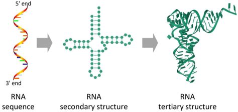 Rna Primary Secondary And Tertiary Structures Download Scientific