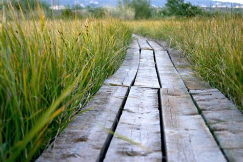 Wooden Walkway Through Marshy Wetlands Stock Photo Download Image Now