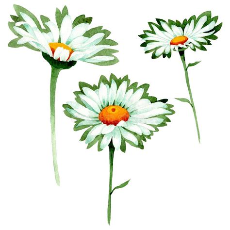 White Daisy Floral Botanical Flowers Watercolor Background