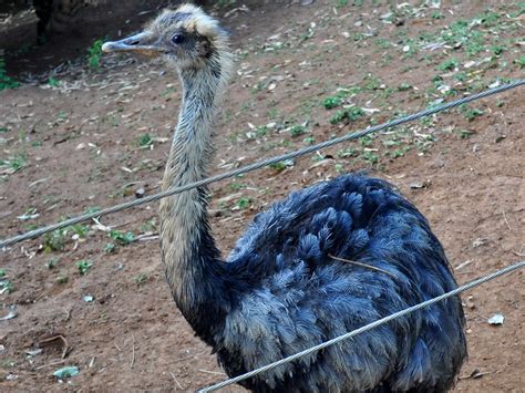 Free Picture Young Ostrich