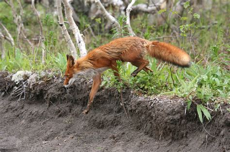 Wild Fox Free Stock Photo Public Domain Pictures