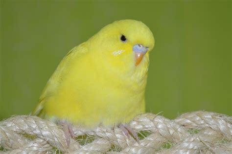 Your Guide To Your First Pet Albino Budgie Pethelpful