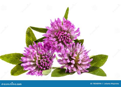 Flower Of Pink Clover Isolated On White Background Stock Photo Image